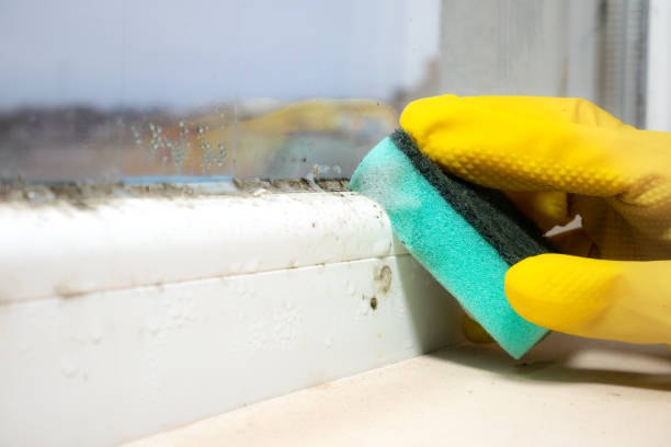 Best Mold Odor Removal Services  in Briarcliff, TX